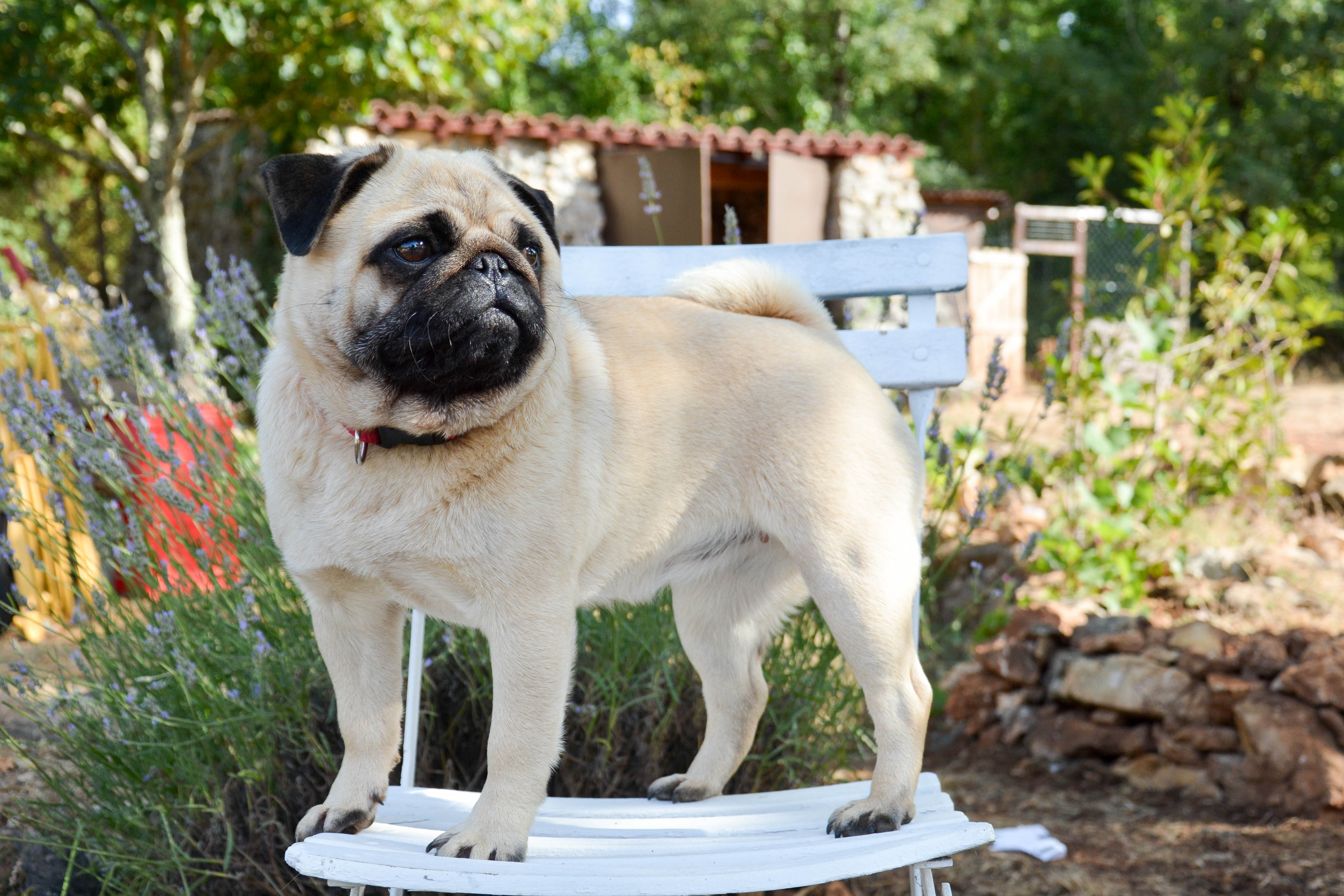 Miss iridessa du Duncallipsy