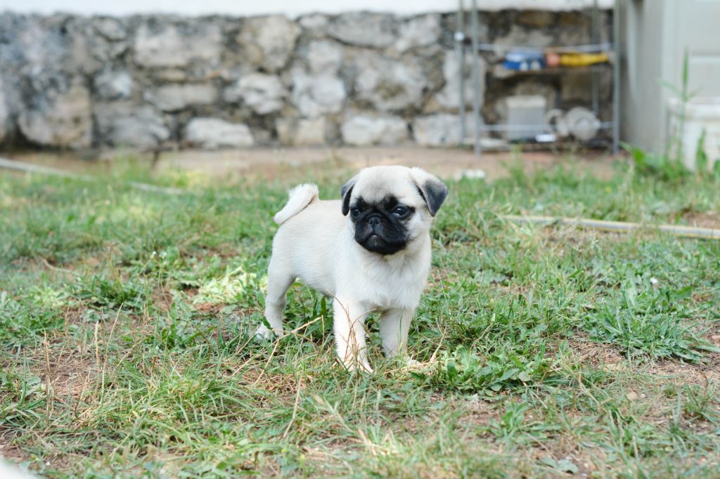 Des Caprices de Kelyvana - Chiots disponibles - Carlin